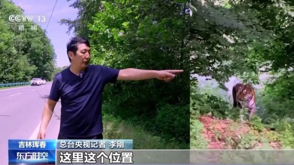 我要配资 国道上, 多人“偶遇”同一东北虎